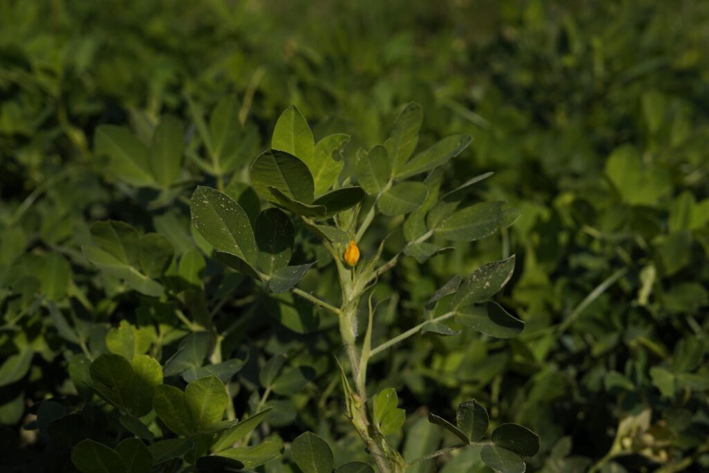 Close-up of a healthy peanut plant with green leaves and a small yellow flower, illustrating the benefits of proper micronutrient management